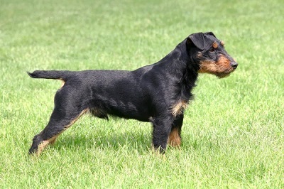 photo chien: Jagdterrier